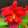 Blc. Nakornchaisri Red